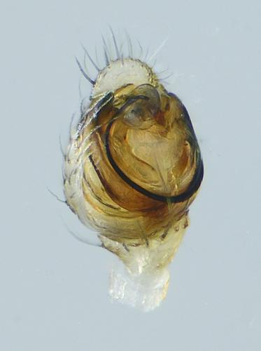 Réf. 229 791 : Paidiscura pallens